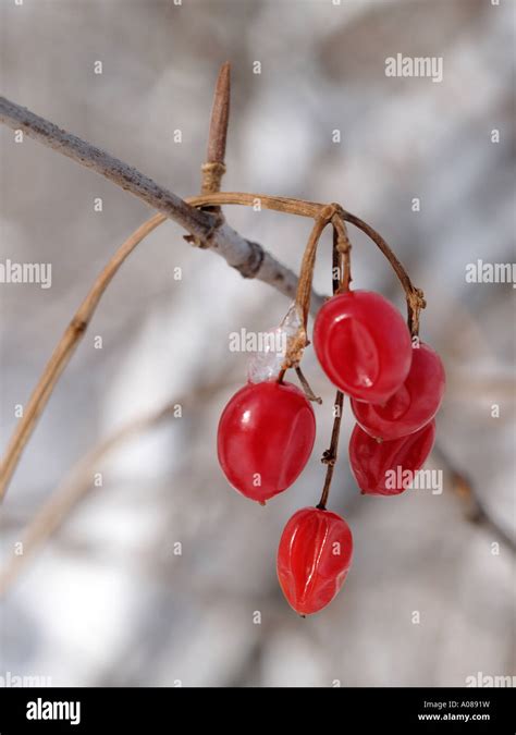 Red Berries From A Deadly Nightshade Solanum Dulcamara Vine Just Hanging On After The First