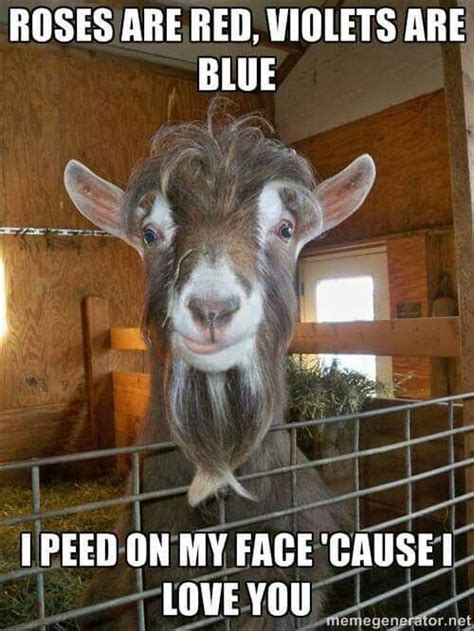 Goat Meme Funny Goat Pictures - Funny PNG