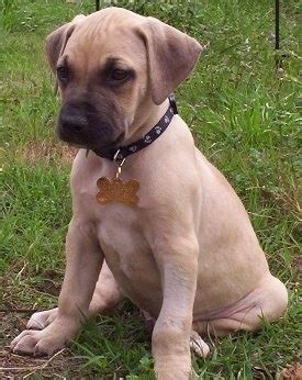 Black Mouth Cur Dog Breed Pictures, 2