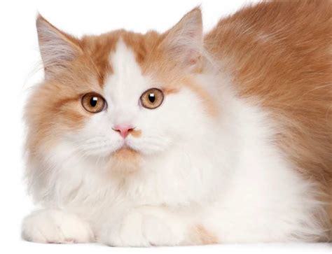 Cat Breeds Orange And White - Dogs And Cats Wallpaper