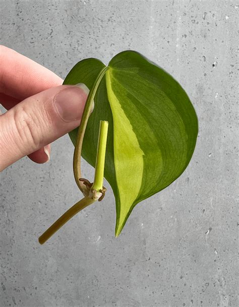 Philodendron Brasil Cuttings