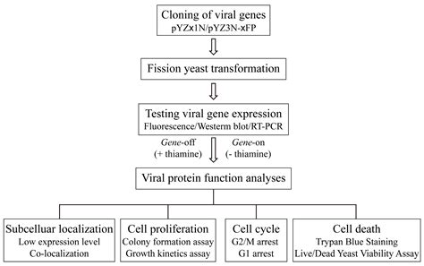 Pathogens Free Full Text Advanced Protocol For Molecular