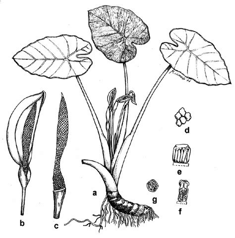 Colocasia Gigantea Blume Hook F A Habit Sketch × 09 B