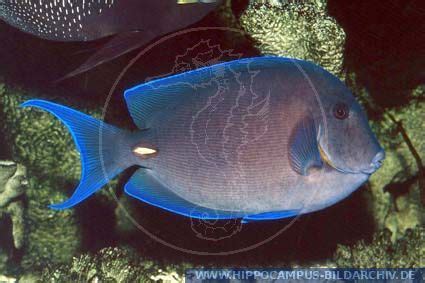 Acanthurus Coeruleus Alias Blue Tang Surgeonfish Hippocampus Bildarchiv