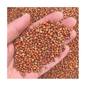 Sorghum White Milo Sorghum Grains Sorghum Price Per Ton For Sale Buy