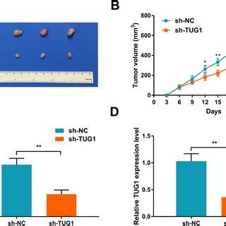 Tug Knockdown Suppresses Tumor Growth In Vivo A Effect Of Tug