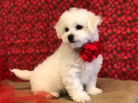 Precious Bichon Frise Poodle Puppies For Sale In Lorena TX AKC