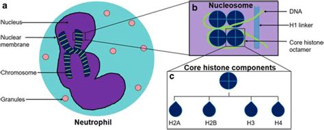 Neutrophil structure. A Neutrophils are granular leukocytes. A nuclear ...