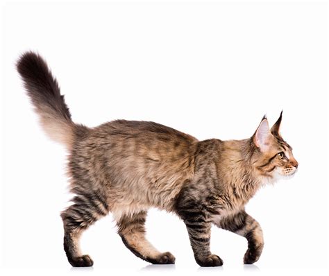 Cat Tail Signs What Your Cats Tail Tells You