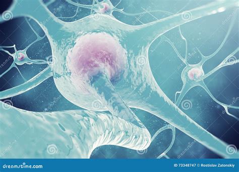 Sistema Nervioso Neuronas