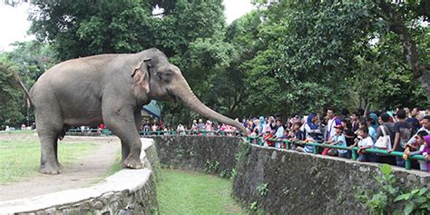 Taman Margasatwa Ragunan Dibuka Besok Kapasitas Dibatasi 50 Persen