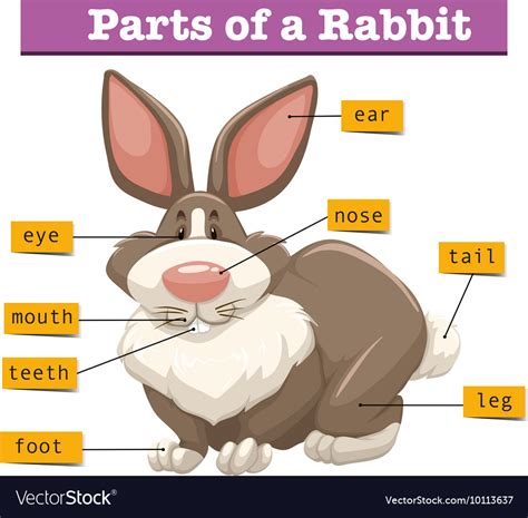 Anatomy Of The Rabbit