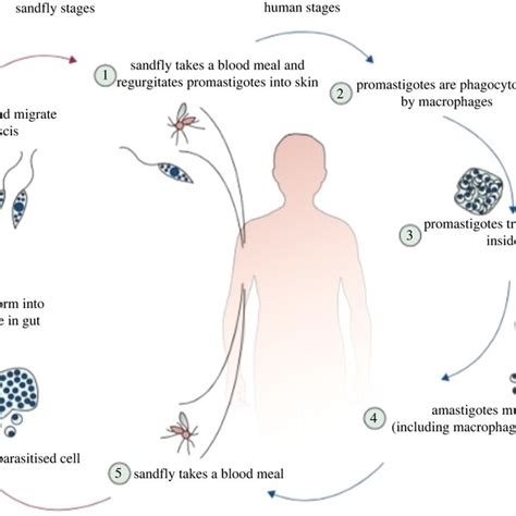 Transmission of leishmania parasites via the sandfly vector or the... | Download Scientific Diagram