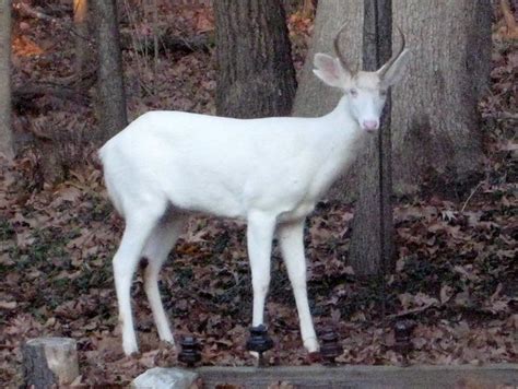 Albino Deer