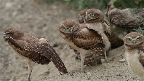 Burrowing Owl Chicks Youtube