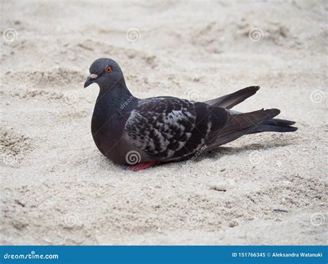 Pomba Na Praia Imagem De Stock Imagem De Necessidade