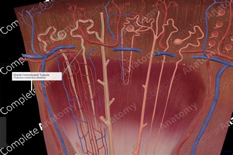 Distal Convoluted Tubule