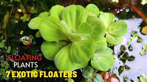 Floating Plants For Aquarium Youtube