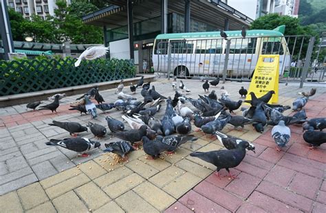 Hong Kong Mulls Ban On Feral Pigeon Feeding With Max Penalty Of Hk