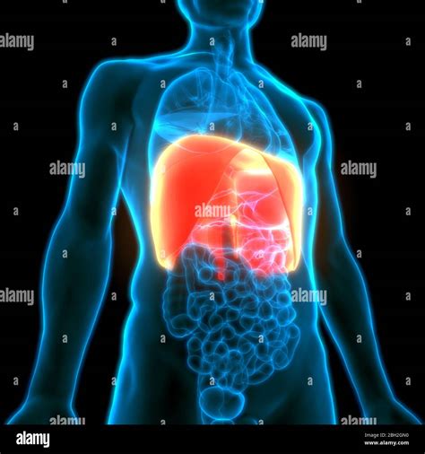 Human Respiratory System Diaphragm Anatomy Stock Photo - Alamy