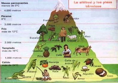 PISOS TÉRMICOS DE COLOMBIA Flashcards