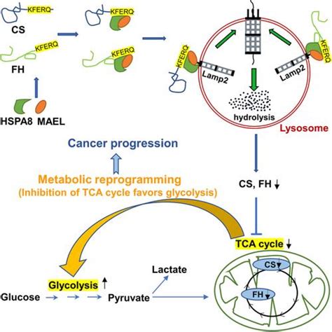 Mael Facilitates Metabolic Reprogramming And Breast Cancer Progression