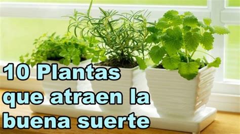 Plantas Perfectas Para Atraer Energ A Positiva A Tu Casa Cuerpo