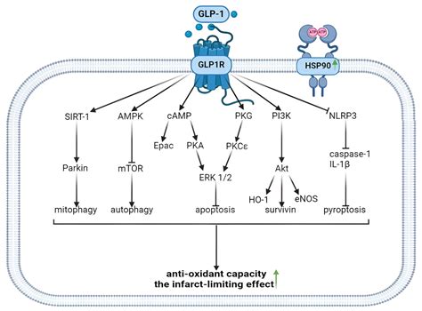 Ijms Free Full Text Peptides Are Cardioprotective Drugs Of The