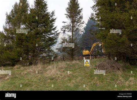 Tree Felling And Clearing In Small Woodland Stock Photo Alamy