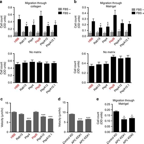 Localization Of Apc Dependent Rnas Is Required For Efficient Migration