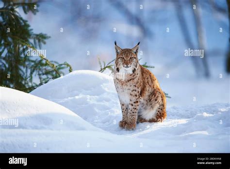 Eurasian Lynx Lynx Lynx Sitting In Snow Bavarian Forest National