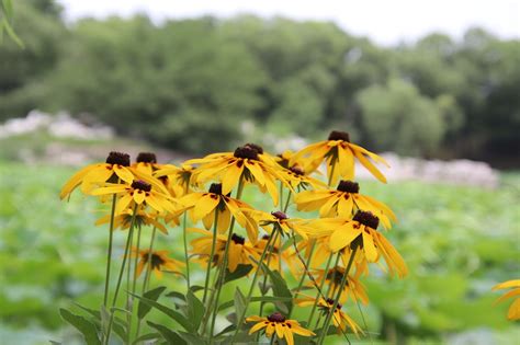 Rudbeckia Laciniata - Free photo on Pixabay - Pixabay