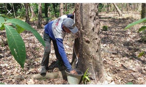 Terbaru Harga Getah Karet Kering Capai Rp Ribu Per Kg Cek