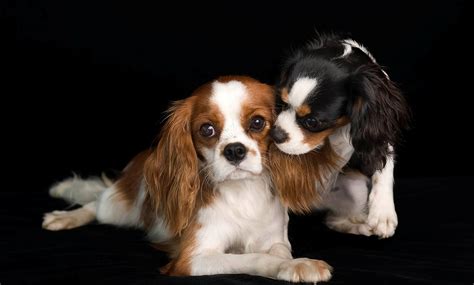 Lovely Cavalier King Charles Spaniel dogs photo and wallpaper ...