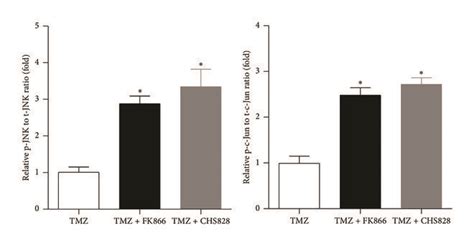 Nampt Inhibitor Activates C Jun Jnk Signaling Pathway In Glioblastoma