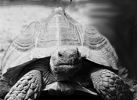 Turtle Animal Grey Black And - Free photo on Pixabay