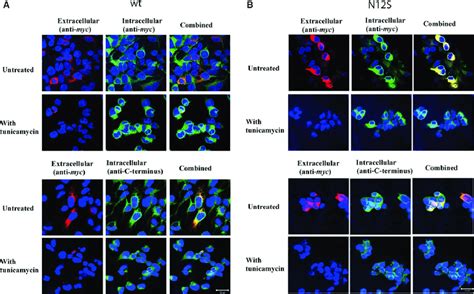 Effect Of Tunicamycin Treatment H On The Cellular Localization Of