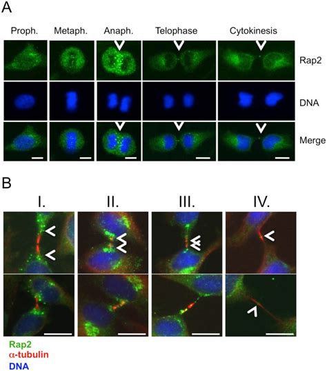 A HeLa Cells Were Arrested At G2 M Phase By Sequential Double