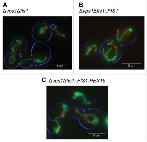 Peroxisome And Mitochondrial Fission Defects In Various Yeast Mutant