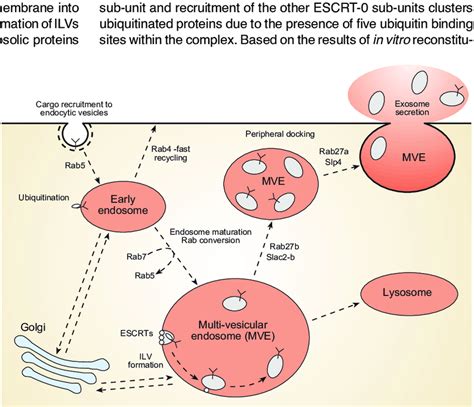 Schematic Representation Of The Membrane Trafficking Pathways That