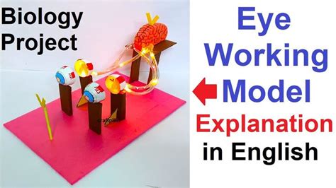 Eye Working Model For Science Exhibition Explanation In English