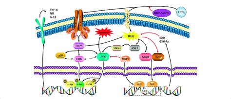 A Proposed Mechanism For The Hepatoprotective Effect Of BRP SeNPs On