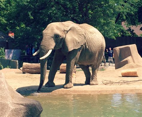 Milwaukee County Zoo - Elephant - O the Places We Go