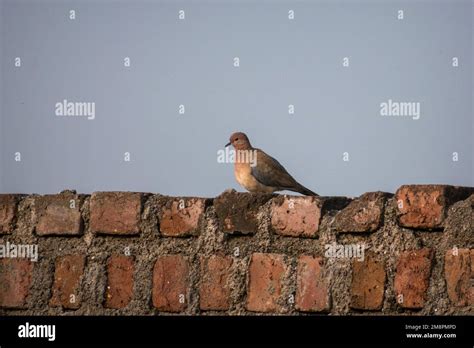 A Laughing Dove Perched On A Brick Wall At Bhigwan Bird Sanctuary In