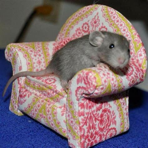 Rat On Chair Baby Rats Cute Rats Pet Rats