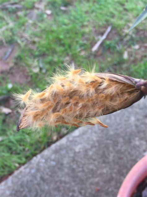 Oleander Seed Pod Walter Reeves The Georgia Gardener