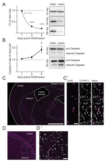 Ijms Free Full Text Non Apoptotic Caspase Activation Mediates