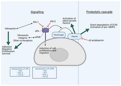 Cancers Free Full Text Experimental And Clinical Evidence Supports