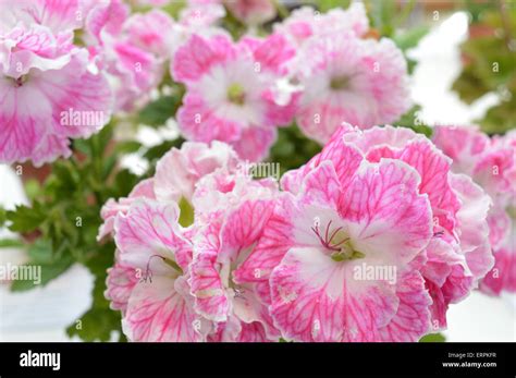 variegated geranium  res stock photography  images alamy