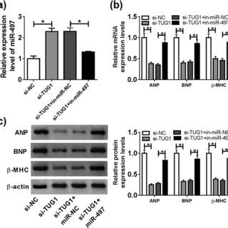 Mir Overexpression Mediated The Protective Role Of Tug Knockdown